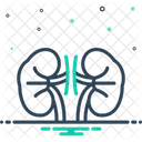 Rim Renal Anatomia Ícone