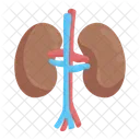 Rim Urologia Renal Ícone