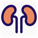 Rim Anatomia Corpo Ícone