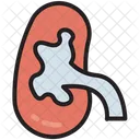 Cuerpo Humano Rinon Icono