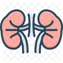 Rinon Renal Anatomia Icono