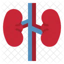 Riñón  Icono