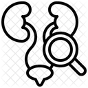 Riñón  Icono