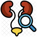 Riñón  Icono