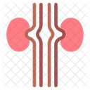 Riñón  Icono