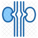 Riñón  Icono