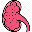 Rinon Renal Anatomia Icono