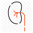 Riñón  Icon