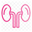 Rinones Anatomia Organo Icono
