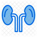 Rinones Anatomia Organo Icono