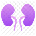 Rinones Organo Anatomia Icono