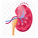 Organo Humano Sistema Renal Anatomia Del Rinon Icono