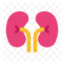Rinones Urologia Organo Icono
