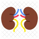 Rinones Nefronas Organos Humanos Icono