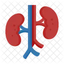 Rinones Organo Anatomia Icono