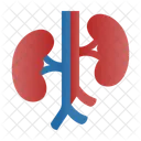 Riñones  Icono