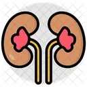 Rinones Nefronas Organos Humanos Icono