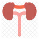 Riñones  Icono