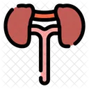 Riñones  Icono