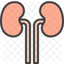Los Rinones Humano Organo Icono