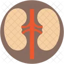 Rinones Anatomia Renal Icono