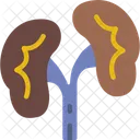 Riñones  Icono
