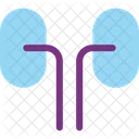 Riñones  Icono