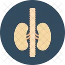 Rinones Organo Renal Icono