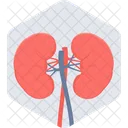 Rinones Humano Tratamiento Renal Icono