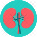 Rinones Humano Tratamiento Renal Icono