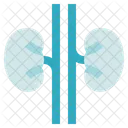 Anatomia De Organos Rinones Ureteres Icon