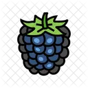 Ripen Blackberry  Icon