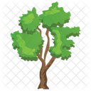 River Birch Tree  Icon
