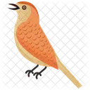 Turdus Migratorius Robin Specie Icon
