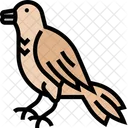 Robin Bird Songbird Icône