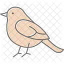 Robin Bird Spring Icon