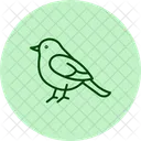 Robin Bird Spring Icon