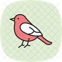 Robin Bird Spring Icon