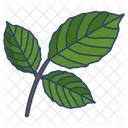 Roble leaf  Icon