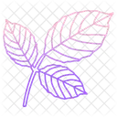 Roble leaf  Icon