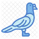 Rock Pigeon  Icon