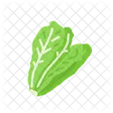 Romaine Lettuce Icon