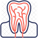 Root Canal Tooth Nerve Icon