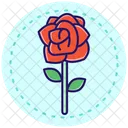 Rosa Icon