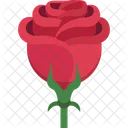 Rosa  Icon