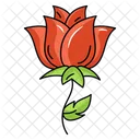 Rosa  Icon