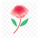 Rosa  Icon