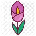 Rosa  Icon