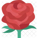 Rosa  Icon