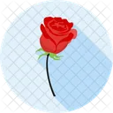 Rose Flower Beautiful Icon